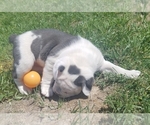 Small Photo #11 Olde English Bulldogge Puppy For Sale in CASCADE, MT, USA