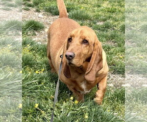 Basset Hound Dogs for adoption in Brookville, OH, USA