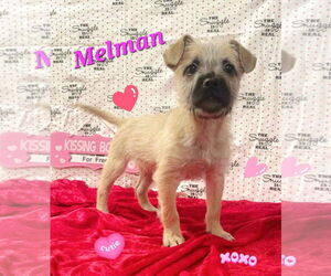 Mutt Dogs for adoption in Modesto, CA, USA