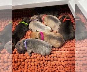 French Bulldog Puppy for sale in SULLIVAN, OH, USA