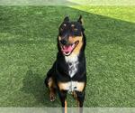 Small Australian Kelpie