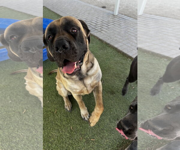 Medium Photo #2 Mastiff Puppy For Sale in Goodyear, AZ, USA