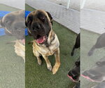 Small #1 Mastiff