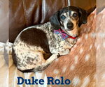 Small #4 Dachshund