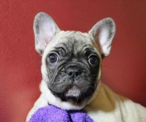 French Bulldog Puppy for sale in MARION, IL, USA
