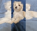 Small Photo #1 Morkie Puppy For Sale in HOLLAND, MI, USA