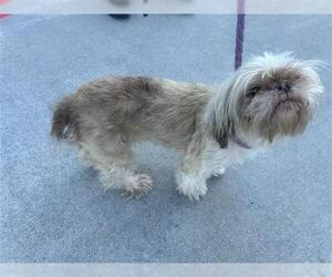 Shih Tzu Dogs for adoption in Houston, TX, USA
