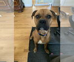 Small #12 Boxer