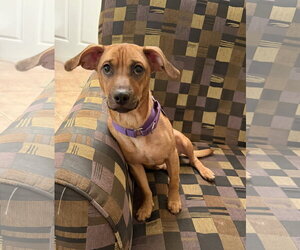 Dachshund-Unknown Mix Dogs for adoption in Royal Palm Beach, FL, USA