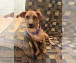 Small Dachshund Mix