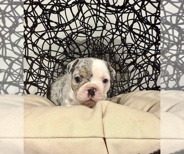 Medium Photo #2 French Bulldog Puppy For Sale in ELKHORN, WI, USA