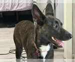 Small #2 Dutch Shepherd  Mix