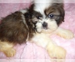 Small #6 Shih Tzu
