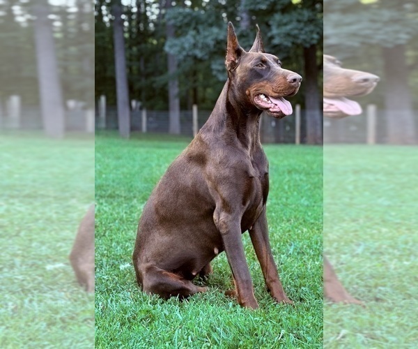 Medium Photo #16 Doberman Pinscher Puppy For Sale in NEWTON, NC, USA