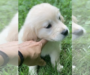 English Cream Golden Retriever Puppy for sale in MORGANTOWN, IN, USA
