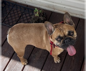 French Bulldog Puppy for Sale in BOLIVAR, Missouri USA