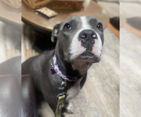 Medium Photo #8 Mutt Puppy For Sale in Mount Laurel, NJ, USA