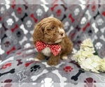 Small #6 Shih-Poo
