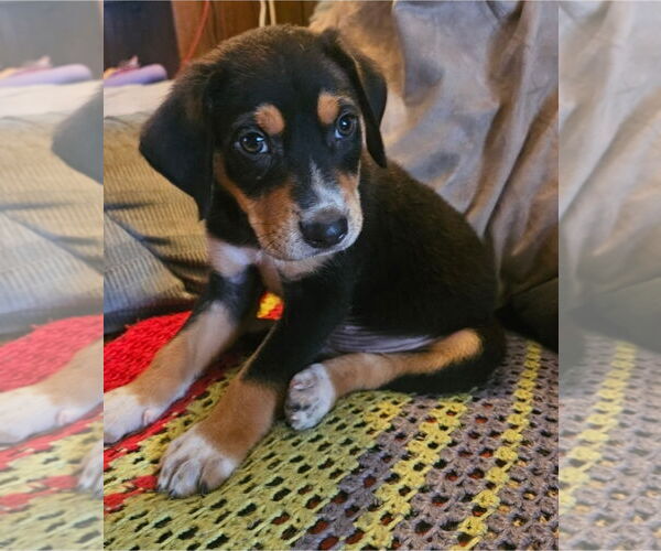 Medium Photo #2 Labbe Puppy For Sale in Chester, VA, USA
