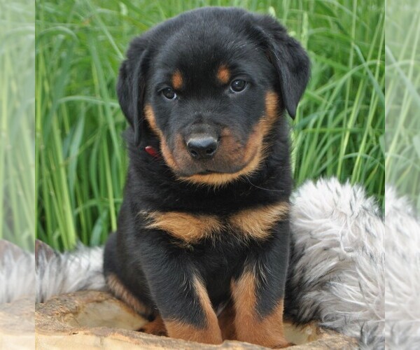 Medium Photo #1 Rottweiler Puppy For Sale in GREENCASTLE, PA, USA