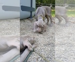 Small Photo #16 Weimaraner Puppy For Sale in BLOOMINGTON, IN, USA