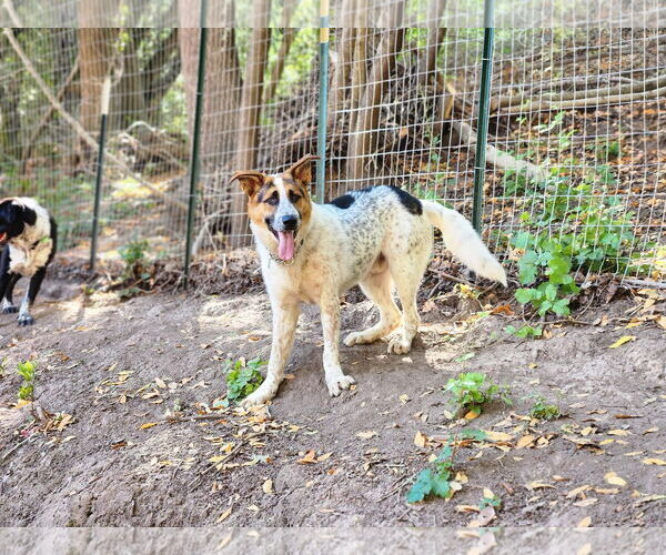 Medium Photo #1 Mutt Puppy For Sale in Paso Robles, CA, USA