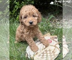 Small #1 Cockapoo (Miniature)
