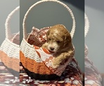 Small #2 Goldendoodle (Miniature)