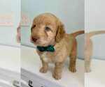 Small Photo #32 Aussiedoodle-Labradoodle Mix Puppy For Sale in BRYANTOWN, MD, USA