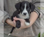 Small #2 Mutt