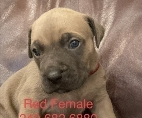 Full screen Photo #6 Cane Corso Puppy For Sale in DENTSVILLE, MD, USA