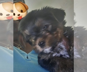Yorkshire Terrier Puppy for sale in JACKSONVILLE, FL, USA