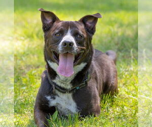 Border Collie-Unknown Mix Dogs for adoption in Cranford, NJ, USA