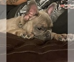 Small Photo #8 French Bulldog Puppy For Sale in SAN TAN VALLEY, AZ, USA