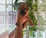Small #5 Cane Corso