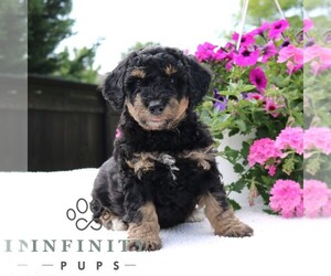 Bernedoodle (Miniature) Puppy for sale in LANCASTER, PA, USA