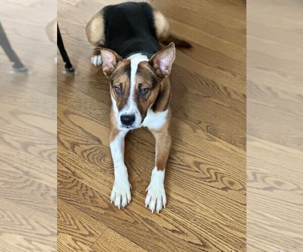 Medium Photo #3 Mutt Puppy For Sale in Plainfield, IL, USA
