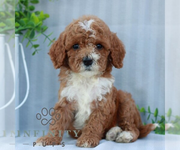 Medium Photo #1 Goldendoodle (Miniature) Puppy For Sale in EPHRATA, PA, USA