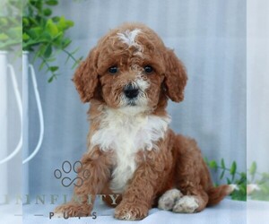 Goldendoodle (Miniature) Puppy for sale in EPHRATA, PA, USA