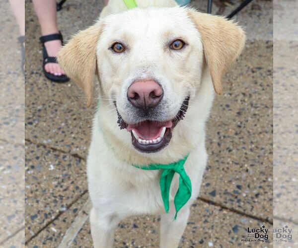 Medium Photo #3 Labrador Retriever-Retriever  Mix Puppy For Sale in Washington, DC, USA