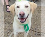 Small #2 Labrador Retriever-Retriever  Mix