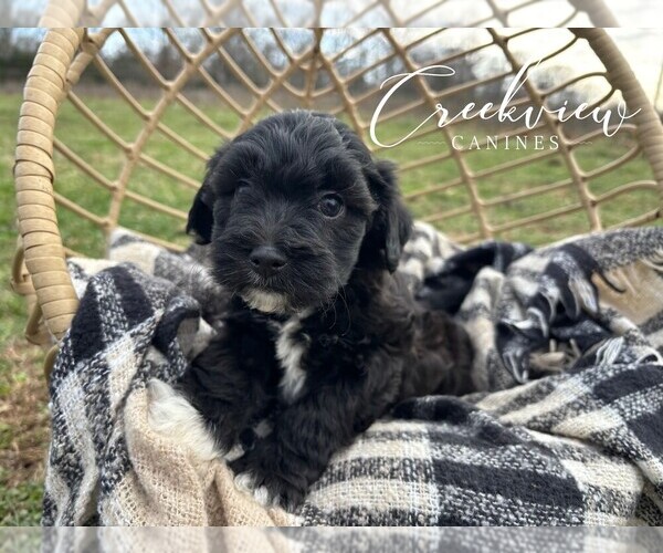 Medium Photo #1 Havapoo Puppy For Sale in NIANGUA, MO, USA