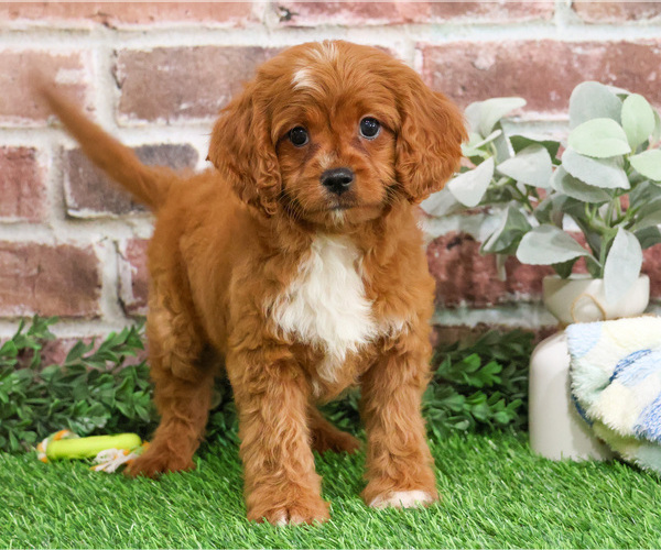 Medium Photo #15 Cavapoo (Miniature) Puppy For Sale in SYRACUSE, IN, USA