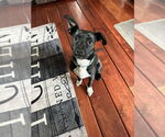 Small #6 Boston Terrier Mix