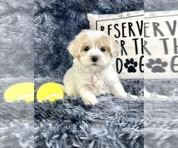 Medium Photo #3 Maltipoo Puppy For Sale in GREENFIELD, IN, USA