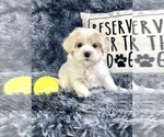 Small #2 Maltipoo