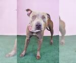 Small #1 American Pit Bull Terrier