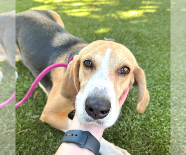 Medium Photo #3 Mutt Puppy For Sale in Hilton Head, SC, USA