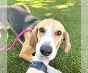 Pebbles - Female Mutt Dog for Adoption - Photo #3