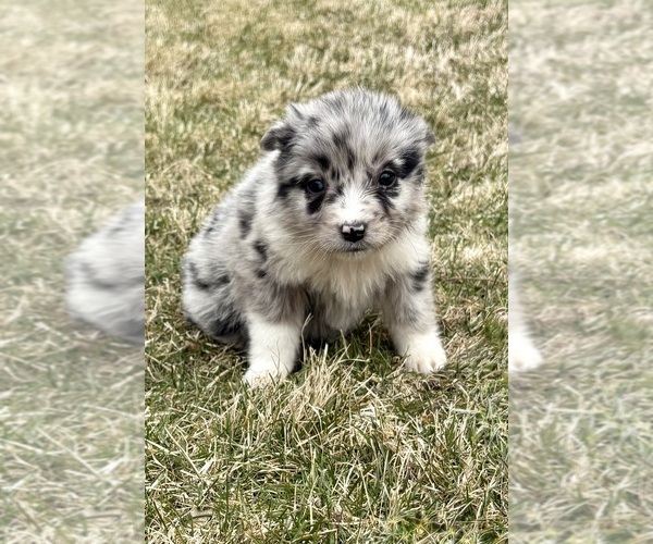 Medium Photo #6 Miniature Australian Shepherd Puppy For Sale in FAIR HAVEN, MI, USA